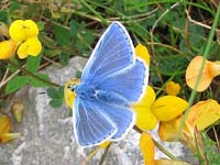 Photo of Common Blue - Small species